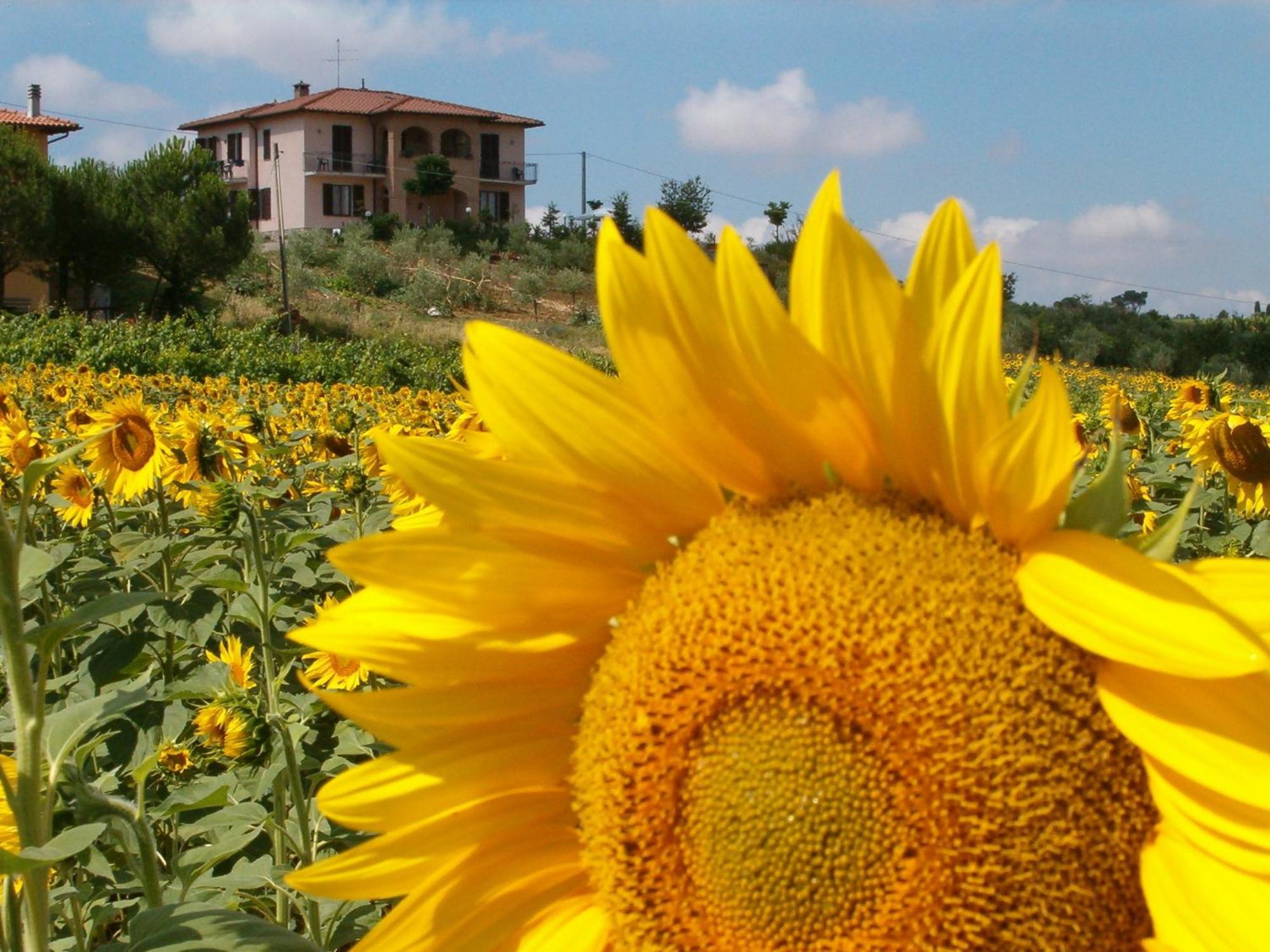 B&B Il Girasole Montepulciano Exterior photo